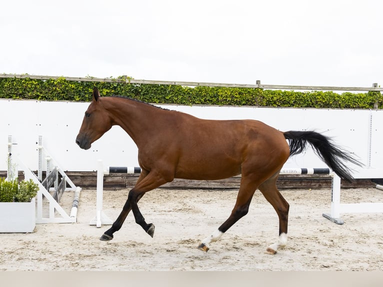 Zangersheider Mare 3 years 16,2 hh Brown in Waddinxveen