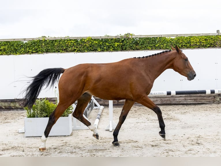 Zangersheider Mare 3 years 16,2 hh Brown in Waddinxveen