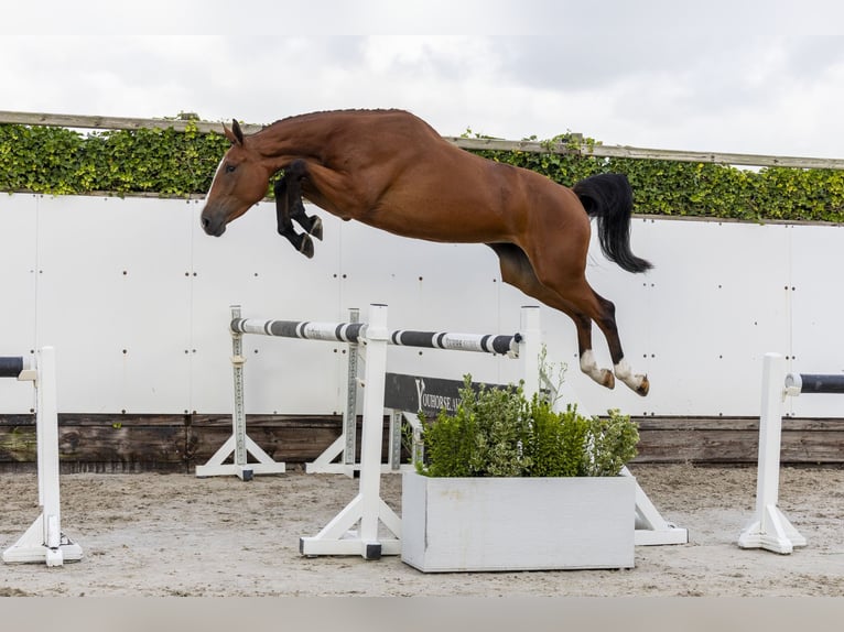 Zangersheider Mare 3 years 16,2 hh Brown in Waddinxveen