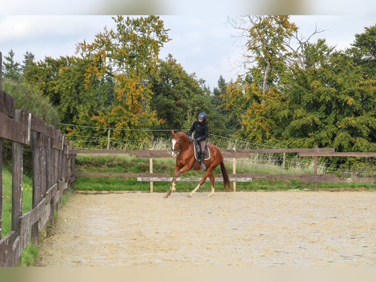 Zangersheider Mare 3 years 16,2 hh Chestnut-Red in Kurtscheid