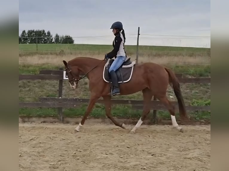 Zangersheider Mare 3 years 16,2 hh Chestnut-Red in Kurtscheid