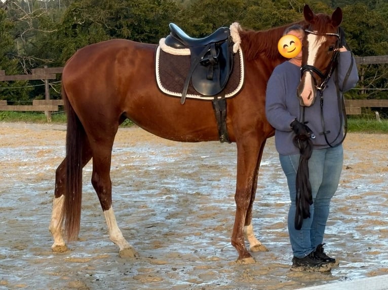 Zangersheider Mare 3 years 16,2 hh Chestnut-Red in Kurtscheid