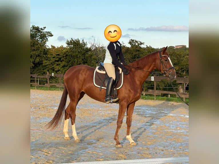 Zangersheider Mare 3 years 16,2 hh Chestnut-Red in Kurtscheid