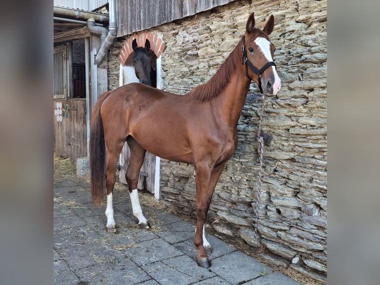 Zangersheider Mare 3 years 16,2 hh Chestnut-Red in Kurtscheid