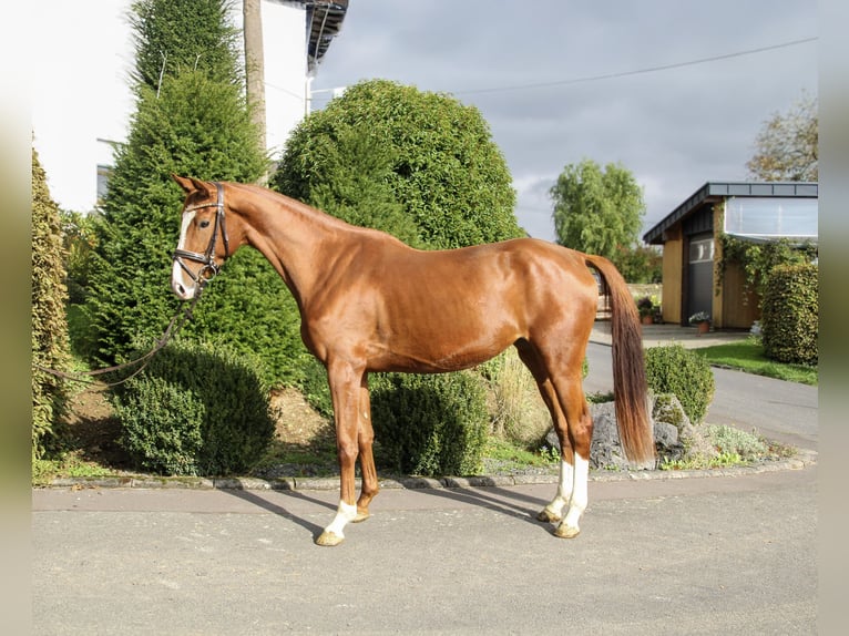 Zangersheider Mare 3 years 16,2 hh Chestnut-Red in Kurtscheid