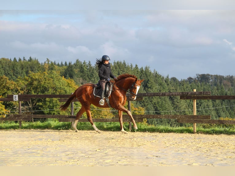 Zangersheider Mare 3 years 16,2 hh Chestnut-Red in Kurtscheid