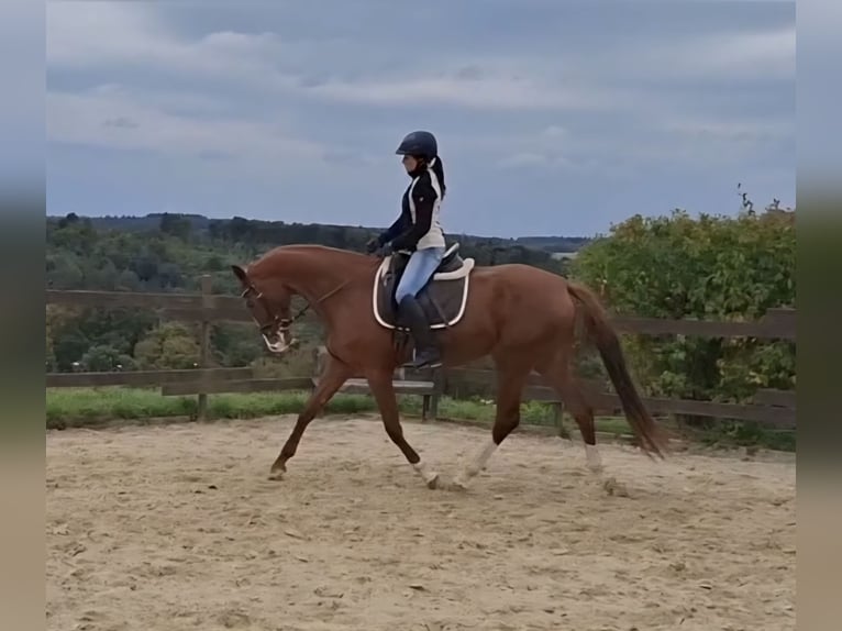Zangersheider Mare 3 years 16,2 hh Chestnut-Red in Kurtscheid