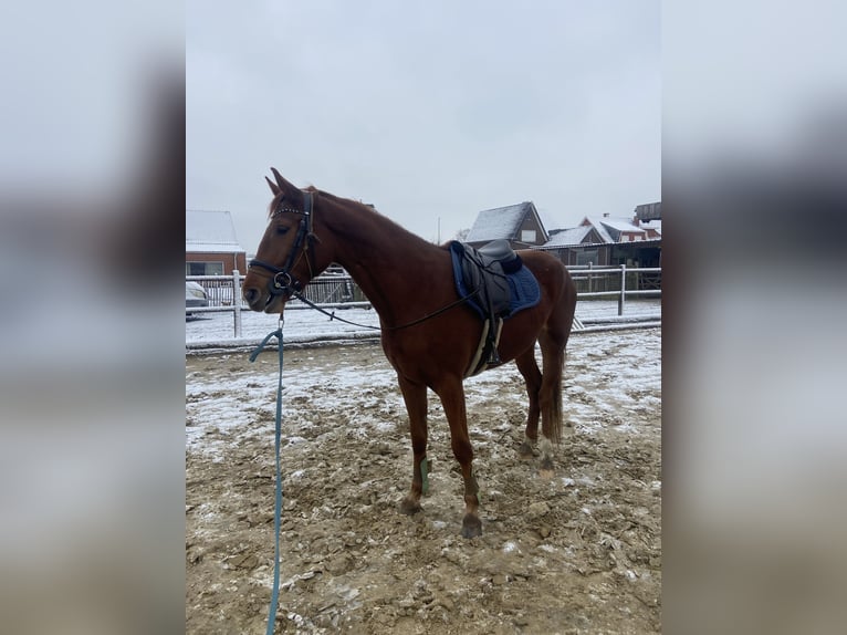 Zangersheider Mare 3 years 16,2 hh Chestnut-Red in Herselt