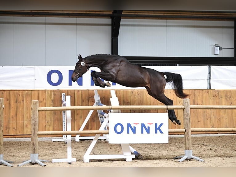 Zangersheider Mare 3 years 17 hh Bay-Dark in Arnhem