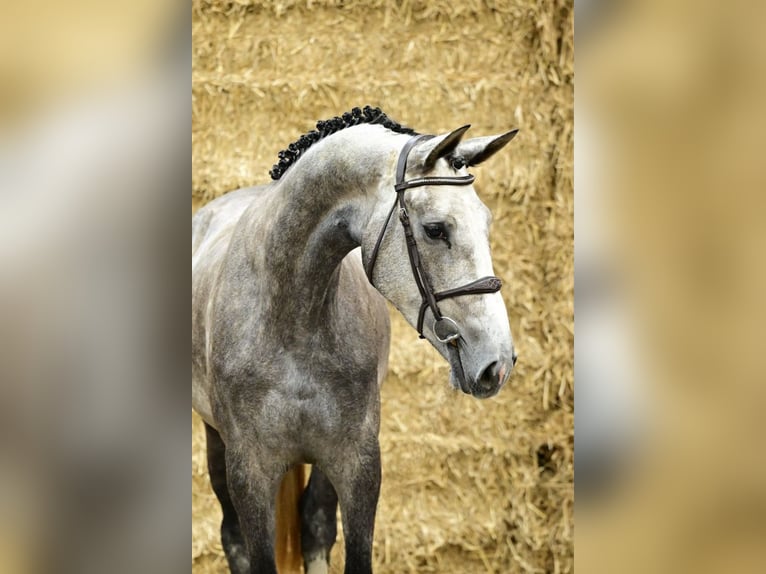 Zangersheider Mare 3 years 17 hh Gray in Bladel