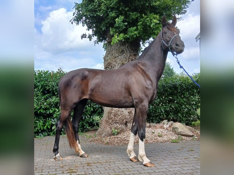 Zangersheider Mare 3 years Bay-Dark in Zwolle