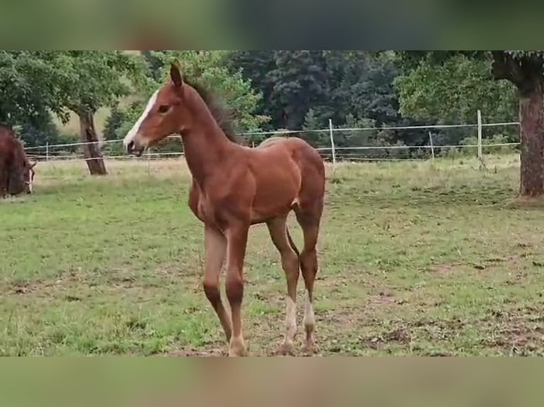 Zangersheider Mare 3 years Brown in Reichelsheim