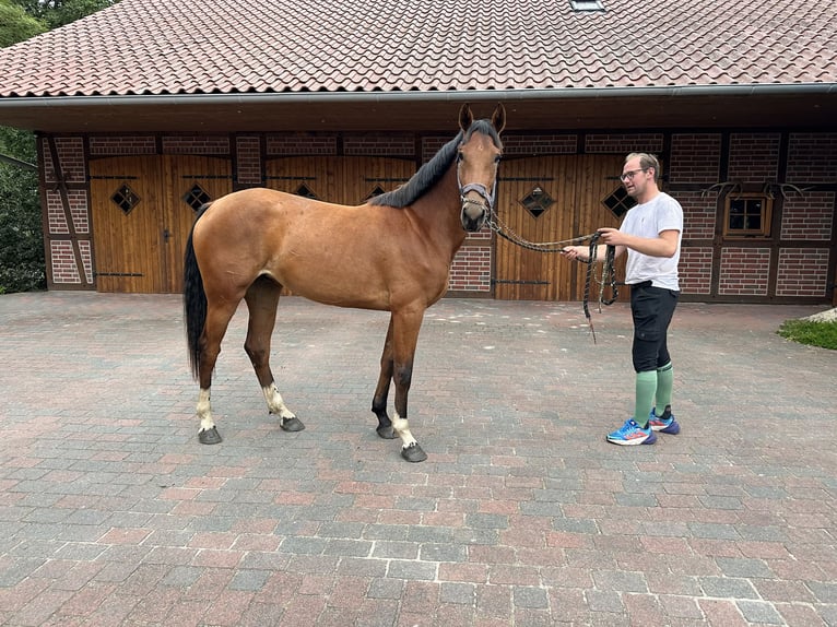 Zangersheider Mare 3 years Brown in Schwarmstedt