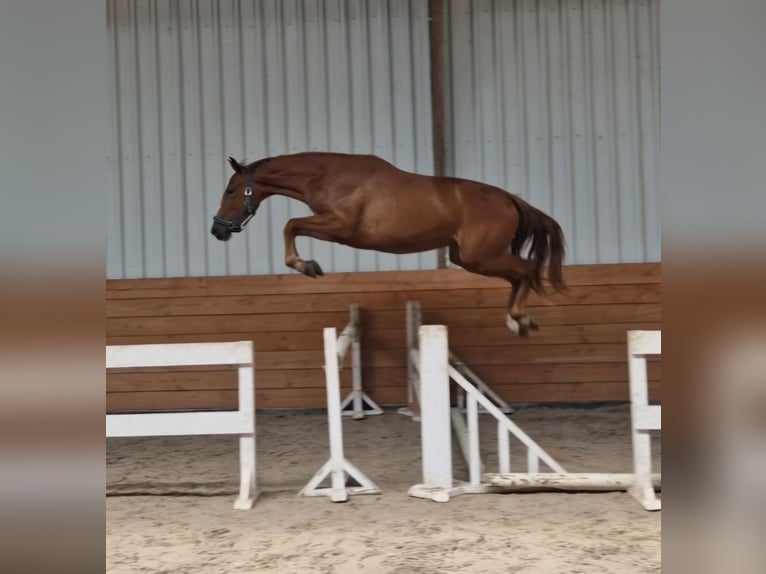 Zangersheider Mare 3 years Chestnut-Red in Den Ham Zangersheider Mare 3 years Chestnut-Red in Den Ham