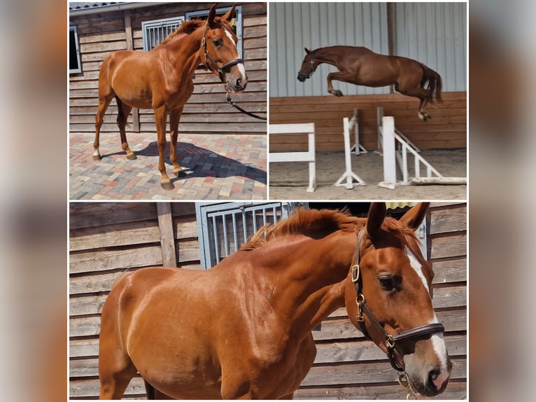 Zangersheider Mare 3 years Chestnut-Red in Den Ham Zangersheider Mare 3 years Chestnut-Red in Den Ham