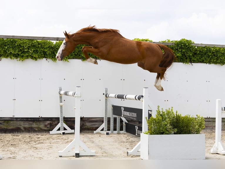 Zangersheider Mare 3 years Chestnut-Red in Waddinxveen