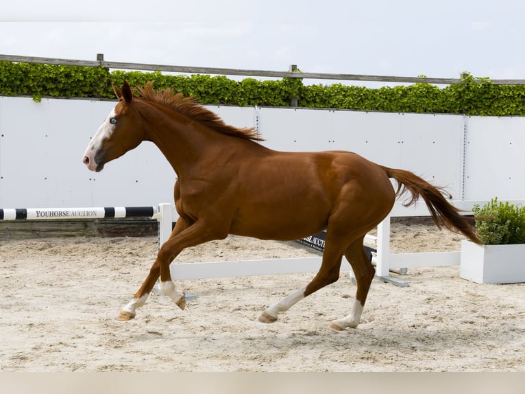 Zangersheider Mare 3 years Chestnut-Red in Waddinxveen