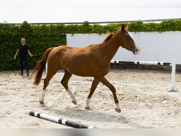 Zangersheider Mare 3 years Chestnut-Red in Waddinxveen