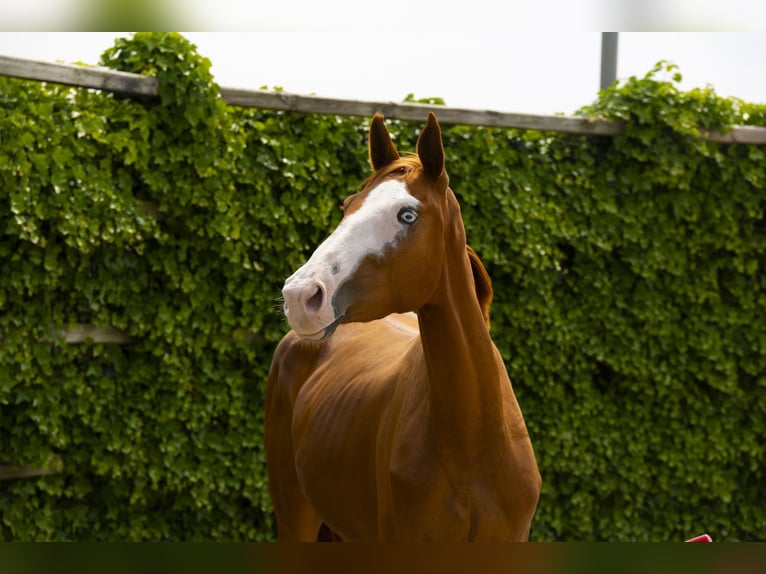 Zangersheider Mare 3 years Chestnut-Red in Waddinxveen