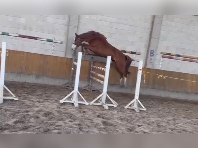 Zangersheider Mare 3 years Chestnut in Seirijai