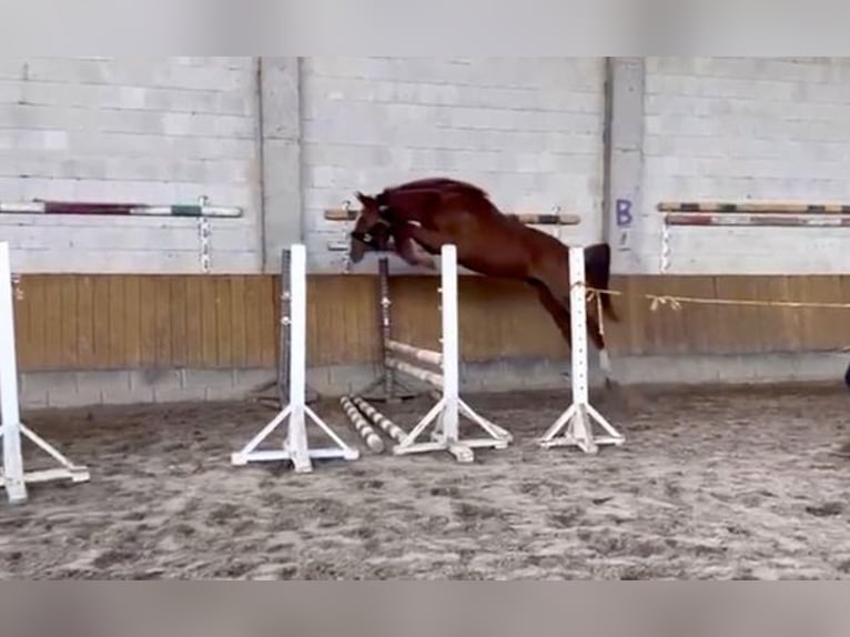 Zangersheider Mare 3 years Chestnut in Seirijai