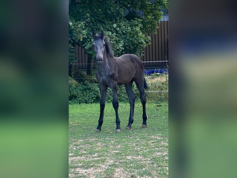 Zangersheider Mare 3 years Grey-Dark-Tan in Muggensturm