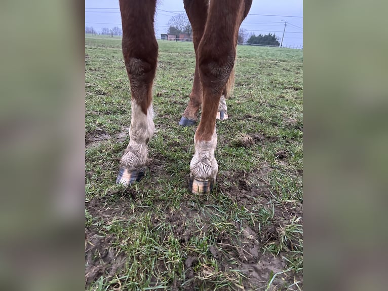 Zangersheider Mare 3 years in Neerglabbeek