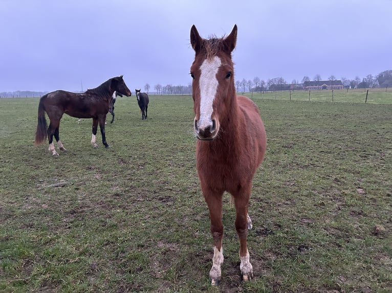 Zangersheider Mare 3 years in Neerglabbeek