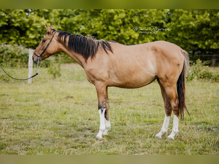 Zangersheider Mare 4 years 14,2 hh Dun in Beaumont-Pied-de-Buf