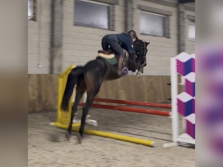Zangersheider Mare 4 years 15.2 hh Black in PiaskI