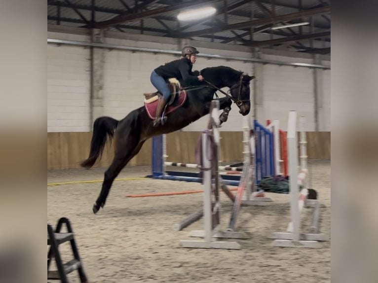 Zangersheider Mare 4 years 15.2 hh Black in PiaskI