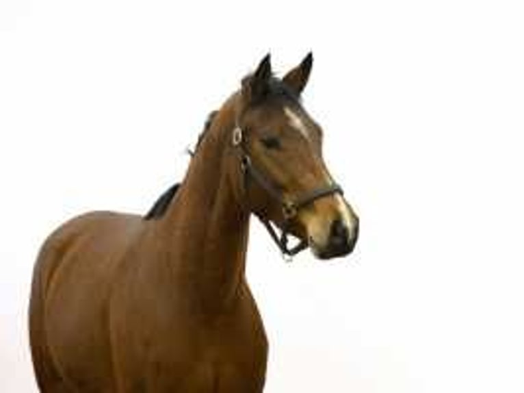 Zangersheider Mare 4 years 15,2 hh Brown in Waddinxveen