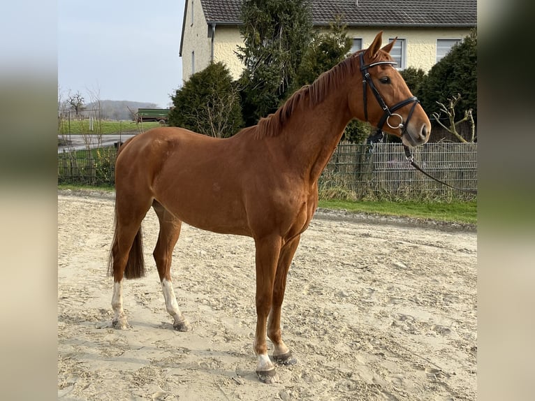 Zangersheider Mare 4 years 15,2 hh Chestnut-Red in Werl