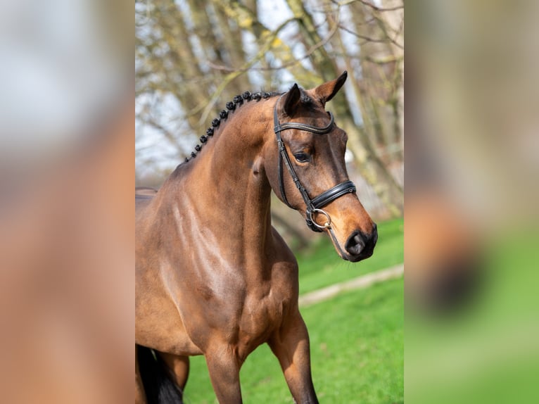 Zangersheider Mare 4 years 15.3 hh  in GROTE-BROGEL