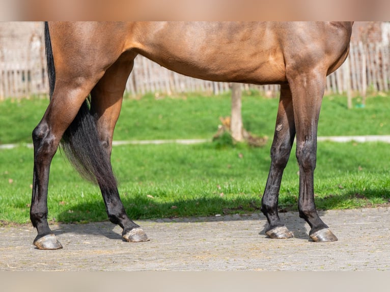 Zangersheider Mare 4 years 15.3 hh  in GROTE-BROGEL