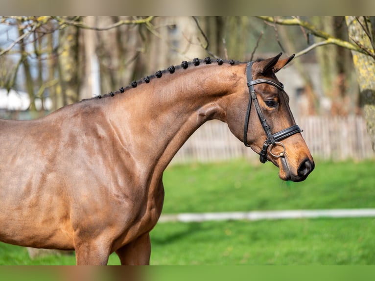 Zangersheider Mare 4 years 15.3 hh  in GROTE-BROGEL