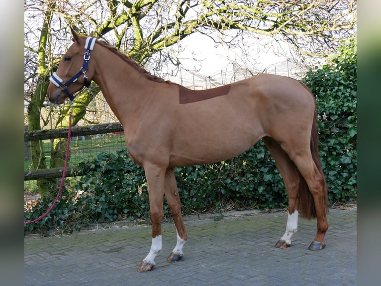 Zangersheider Mare 4 years 15 hh Chestnut-Red in Dorsten