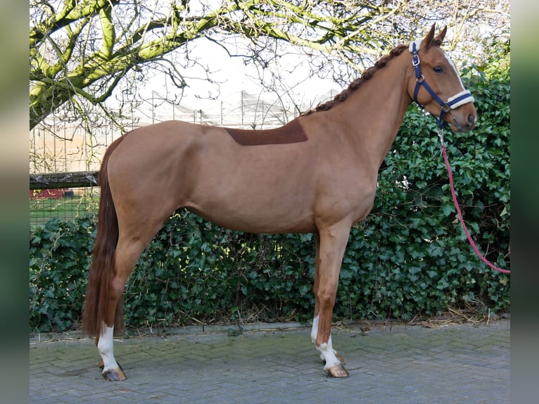 Zangersheider Mare 4 years 15 hh Chestnut-Red in Dorsten