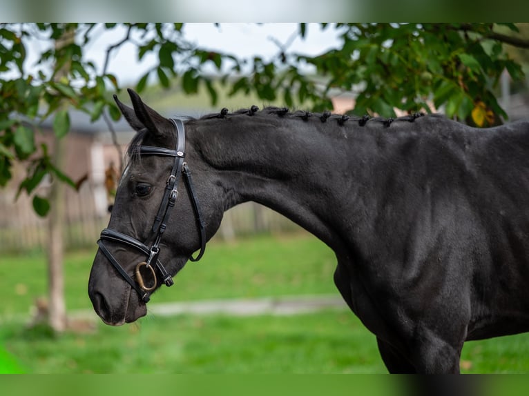 Zangersheider Mare 4 years 15,1 hh Black in GROTE-BROGEL