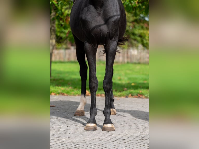 Zangersheider Mare 4 years 15,1 hh Black in GROTE-BROGEL