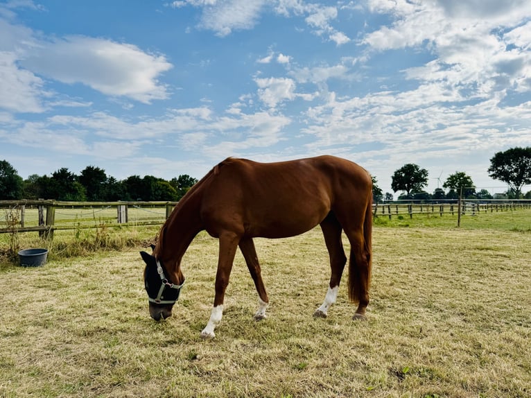 Zangersheider Mare 4 years 15,1 hh Chestnut-Red in Meerbusch