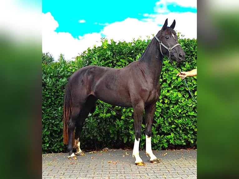Zangersheider Mare 4 years 15,2 hh Bay-Dark in Zwolle