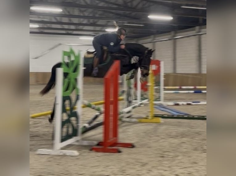 Zangersheider Mare 4 years 15,2 hh Black in PiaskI