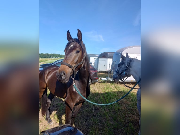 Zangersheider Mare 4 years 15,2 hh Brown in Lindenfels