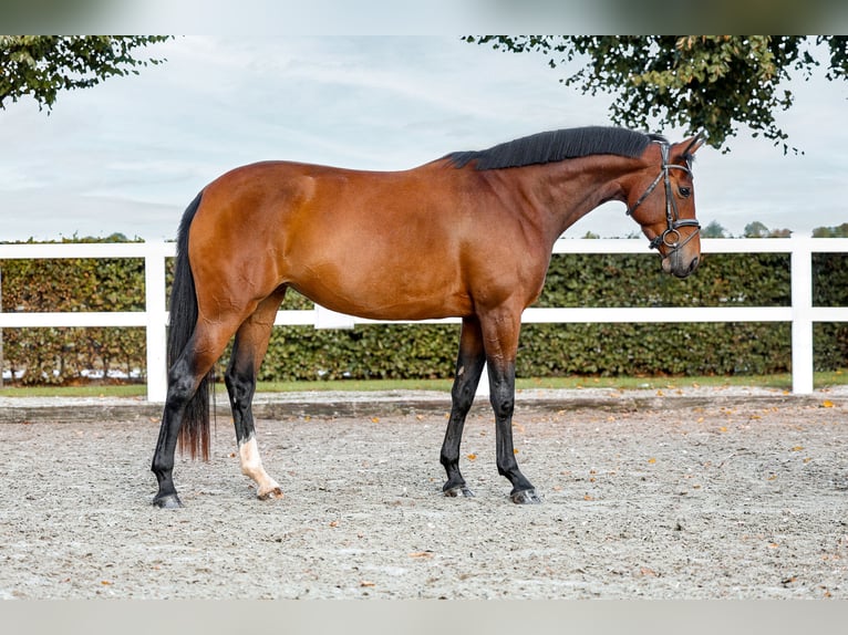 Zangersheider Mare 4 years 15,2 hh Brown in Grefrath