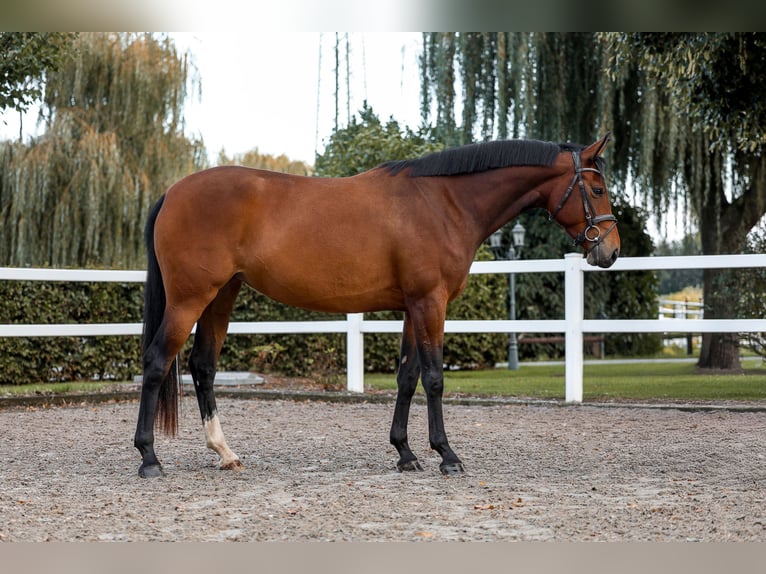 Zangersheider Mare 4 years 15,2 hh Brown in Grefrath