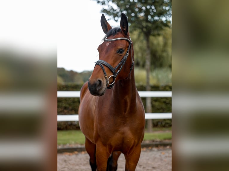 Zangersheider Mare 4 years 15,2 hh Brown in Grefrath