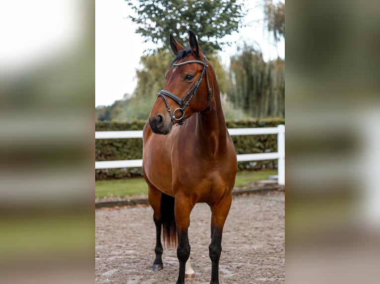 Zangersheider Mare 4 years 15,2 hh Brown in Grefrath