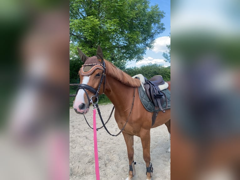 Zangersheider Mare 4 years 15,2 hh Chestnut-Red in Hamm