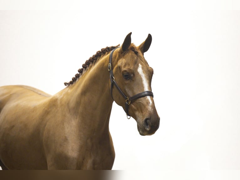 Zangersheider Mare 4 years 15,2 hh Chestnut-Red in Waddinxveen